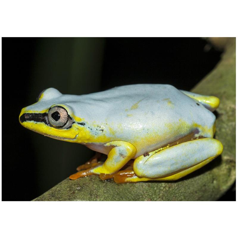 Broasca Heterixalus madagascariensis - imagine 4